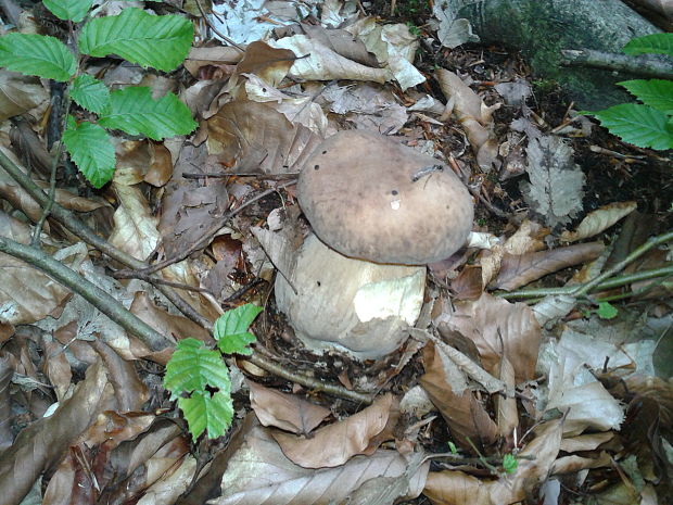 hríb dubový Boletus reticulatus Schaeff.