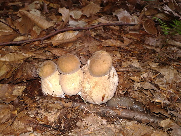 hríb dubový Boletus reticulatus Schaeff.