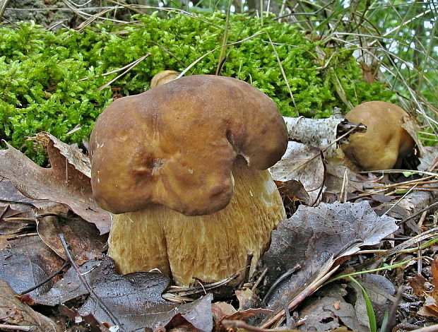 hríb dubový Boletus reticulatus Schaeff.