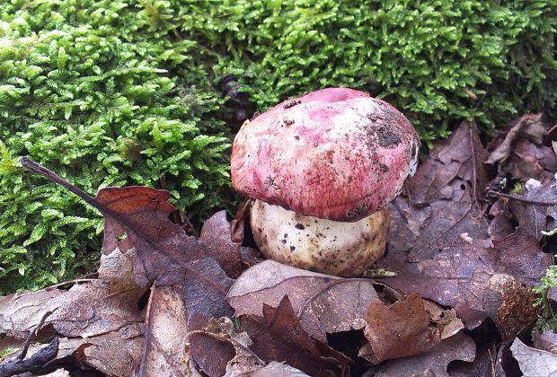 hríb kráľovský Butyriboletus regius (Krombh.) D. Arora & J.L. Frank