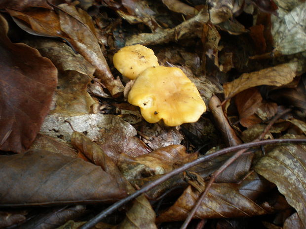 kuriatko Cantharellus sp.