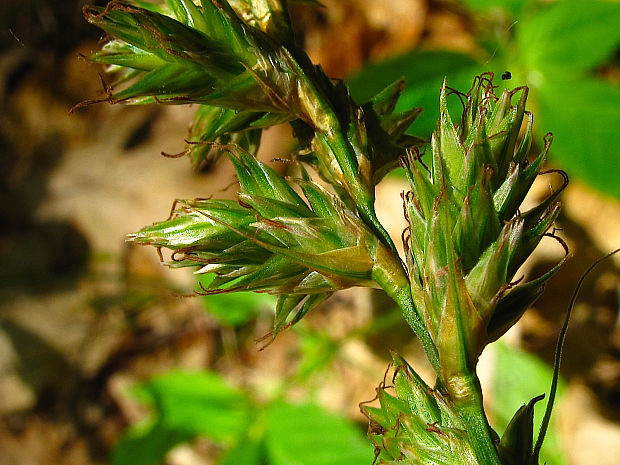 ostrica Carex pseudobrizoides Clavaud