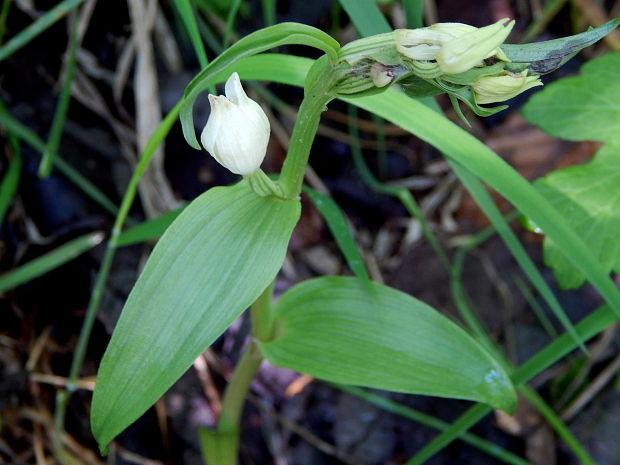 prilbovka biela Cephalanthera damasonium (Mill.) Druce