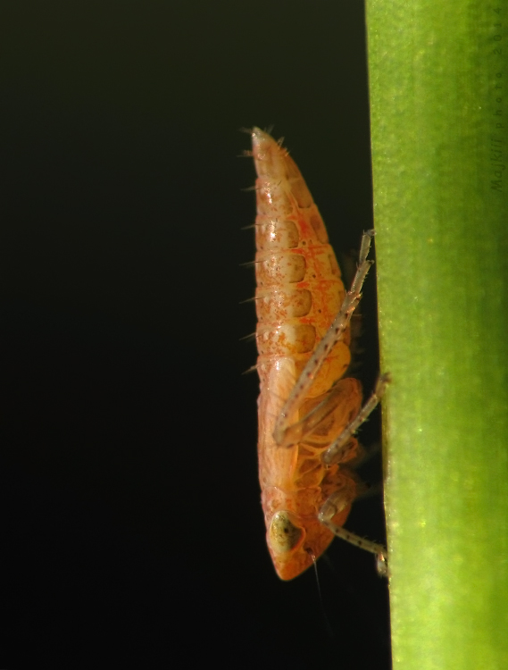 Cicadellidae