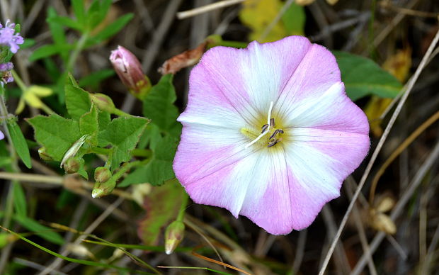 pupenec roľný Convolvulus arvensis L.