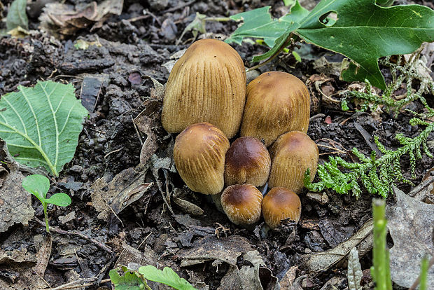 hnojník ligotavý Coprinellus micaceus (Bull.) Vilgalys, Hopple & Jacq. Johnson