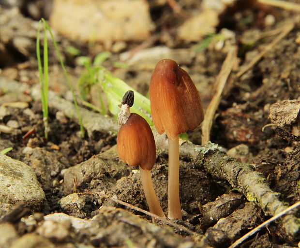 hnojník Coprinus sp.