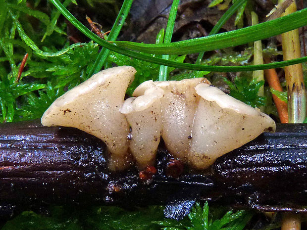 vodnička sediaca Cudoniella tenuispora, (Cooke et Massee) Dennis