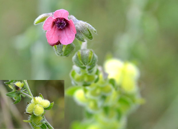 psojazyk uhorský Cynoglossum hungaricum Simonk.