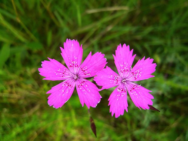 klinček slzičkový Dianthus deltoides L.