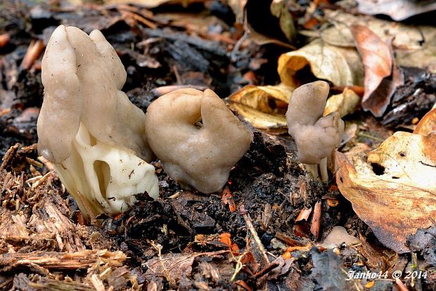 chriapač jamkatý Helvella lacunosa Afzel.