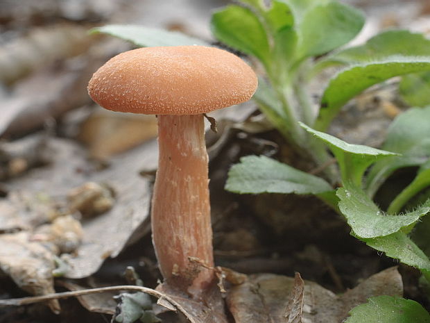 lakovka Laccaria sp.