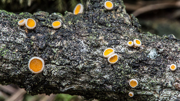 vlnuška Lachnellula sp.