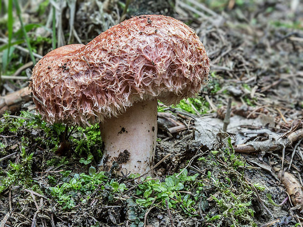 rýdzik kravský Lactarius torminosus (Schaeff.) Gray