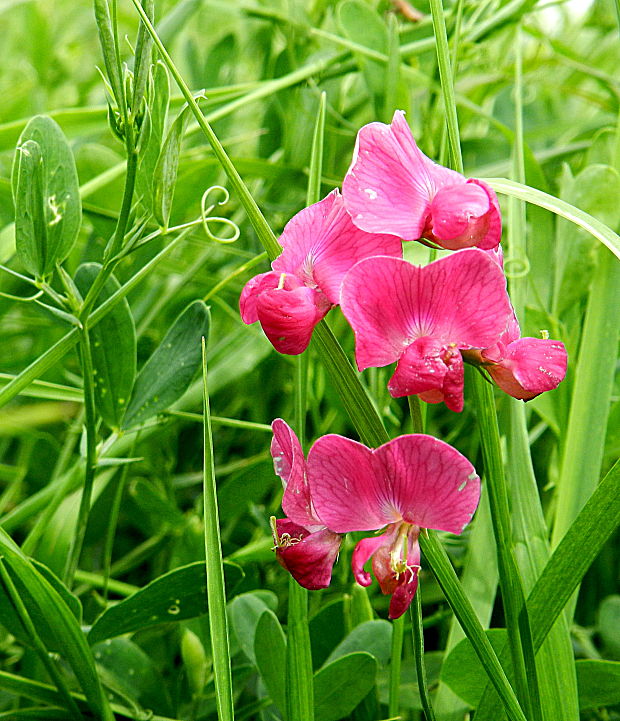 hrachor hľuznatý Lathyrus tuberosus L.