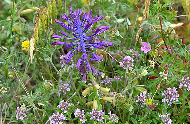 leopoldia chochlatá Leopoldia comosa (L.) Parl.