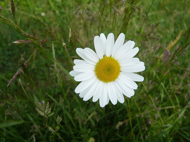 margaréta biela Leucanthemum vulgare Lam.