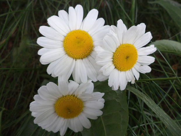 margaréta biela Leucanthemum vulgare Lam.