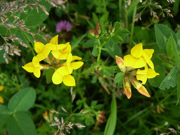 ľadenec rožkatý Lotus corniculatus L.