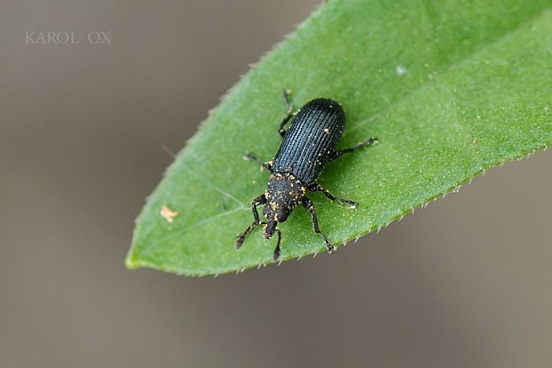 nosánik Magdalis nitidipennis