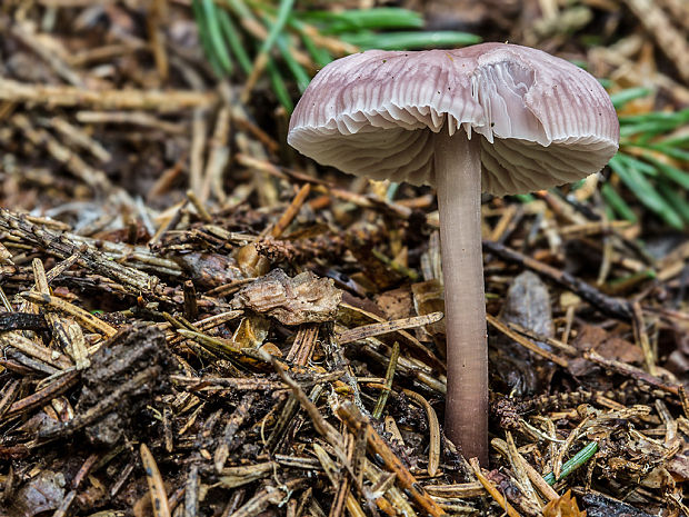 prilbička Mycena sp.