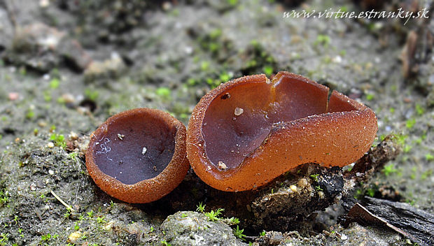 čiaška Peziza sp.