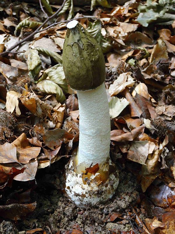 hadovka smradľavá Phallus impudicus L.