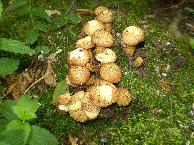 šupinovka Pholiota sp.