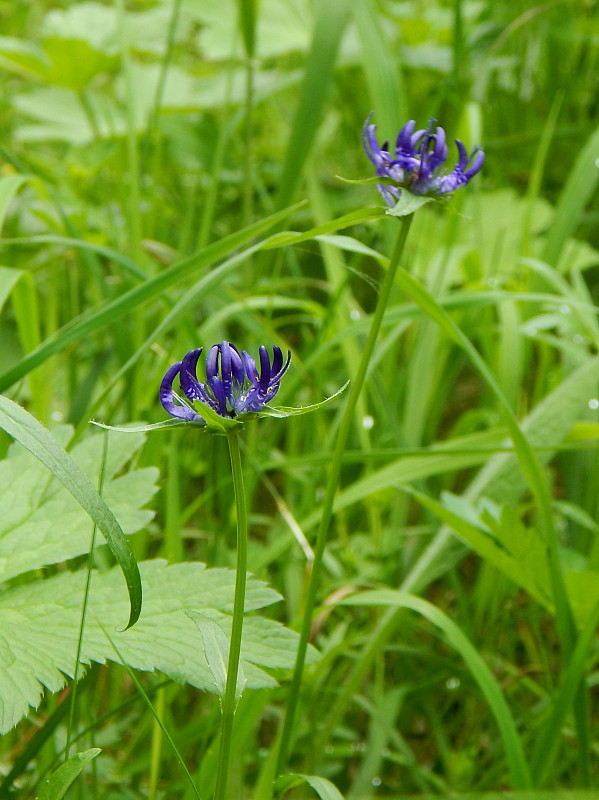 zerva hlavičkatá Phyteuma orbiculare L.