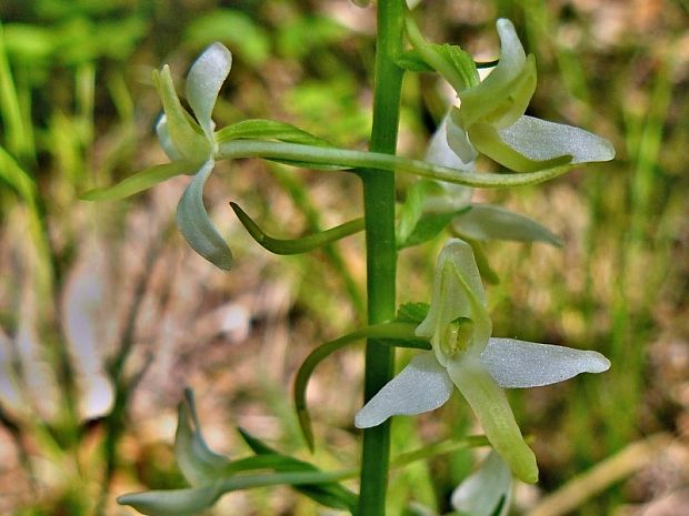 vemenník dvojlistý Platanthera bifolia (L.) Rich.