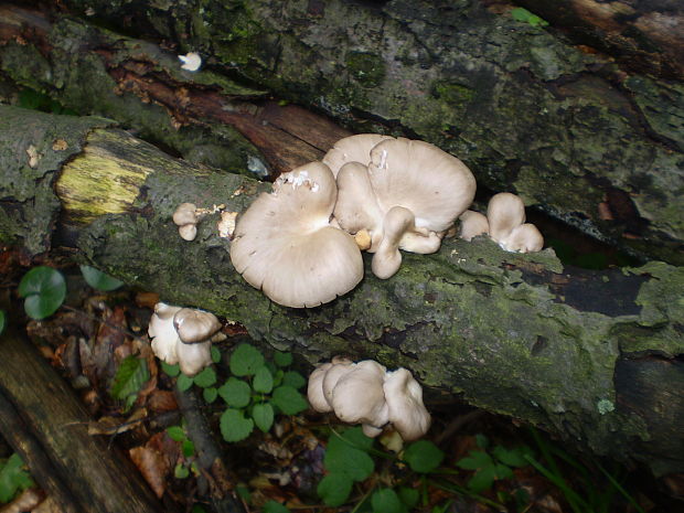 hliva buková Pleurotus pulmonarius (Fr.) Quél.