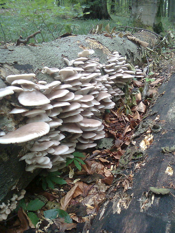 hliva buková Pleurotus pulmonarius (Fr.) Quél.