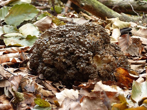 trúdnik klobúčkatý Polyporus umbellatus (Pers.) Fr.