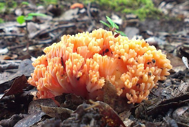 strapačka lososovoružová Ramaria subbotrytis (Coker) Corner