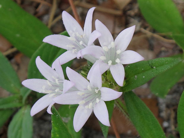 Richardia grandiflora (Cham. & Schlecht.) J.A. & J.H. Schultes