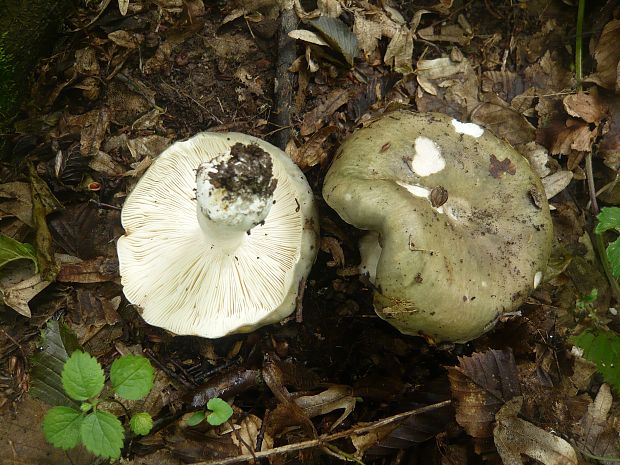 plávka Russula sp.