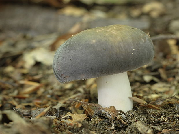 plávka Russula sp.