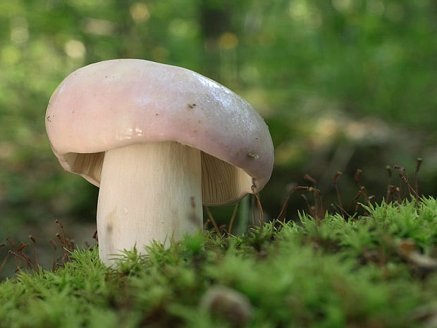 plávka mandľová Russula vesca Fr.