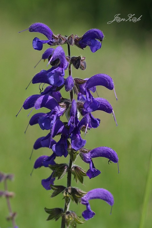 šalvia lúčna Salvia pratensis L.