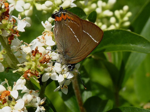 ostrôžkár brestový Satyrium w-album