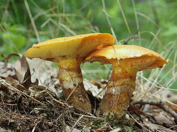 masliak smrekovcový Suillus grevillei (Klotzsch) Singer