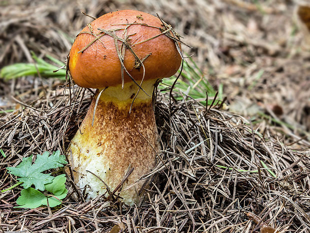 masliak smrekovcový Suillus grevillei (Klotzsch) Singer