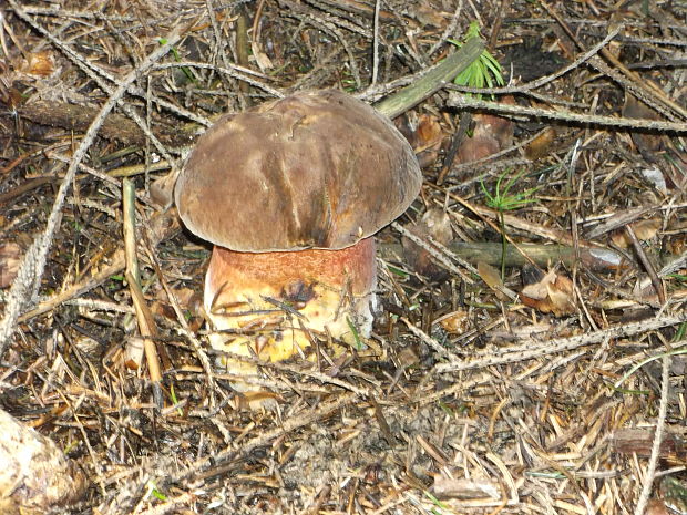 hríb zrnitohlúbikový Sutorius luridiformis (Rostk.) G. Wu & Zhu L. Yang