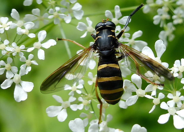 pestrica Temnostoma bombylans Fabricius, 1805