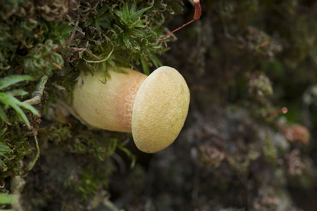 suchohríb plstnatý Xerocomus subtomentosus L.