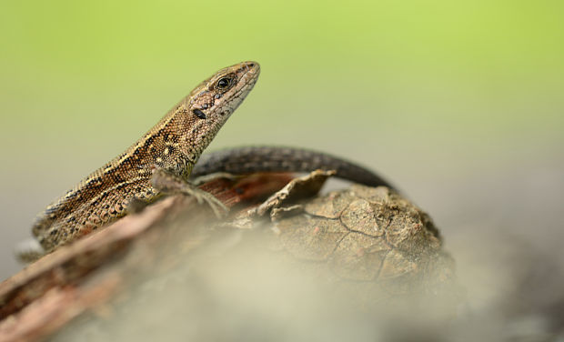 jašterica živoroda  Zootoca vivipara