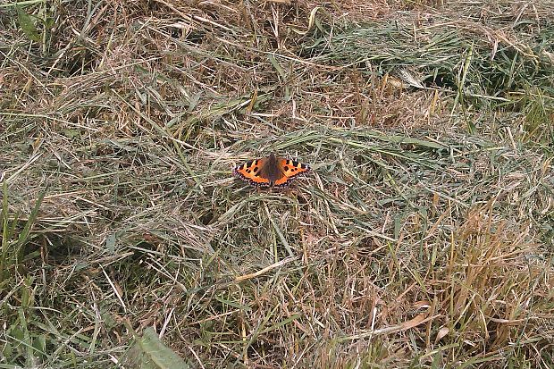 babôčka pŕhľavová Aglais urticae