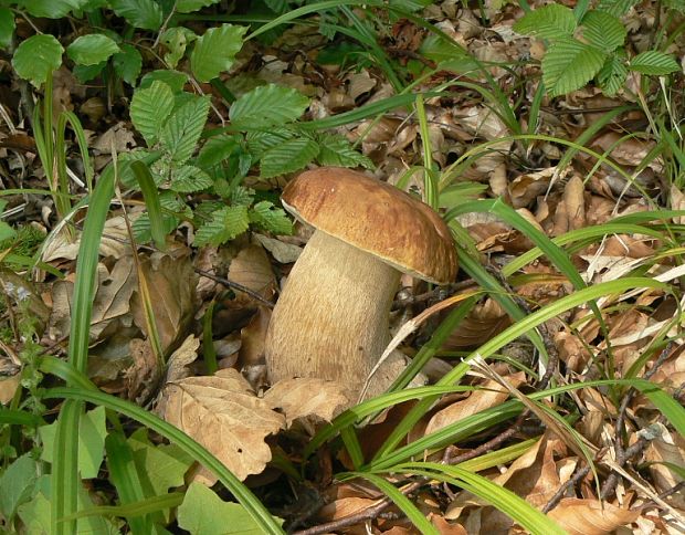 hríb dubový Boletus edulis Bull.