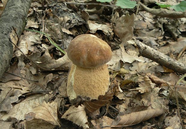 hríb dubový Boletus edulis Bull.