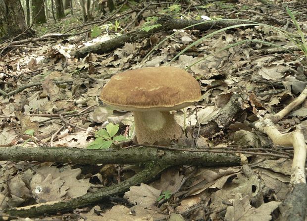 hríb dubový Boletus reticulatus Schaeff.